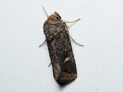 Proteuxoa hydraecioides