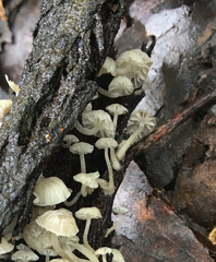 Mycena minya