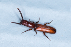 Taphroscelidia linearis