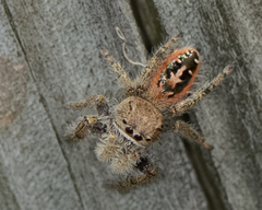 Phidippus texanus