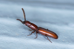 Taphroscelidia linearis