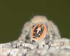 Phidippus texanus