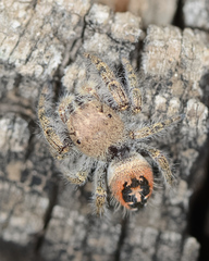Phidippus texanus