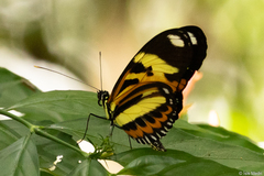 Heliconius ethilla narcaea