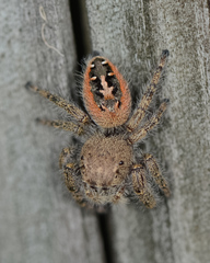 Phidippus texanus
