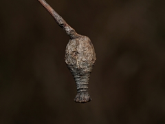 Apiomorpha urnalis