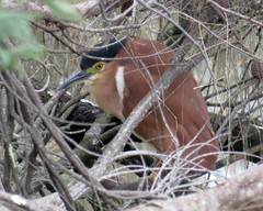 Nycticorax caledonicus