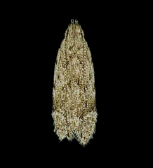 Anacampsis