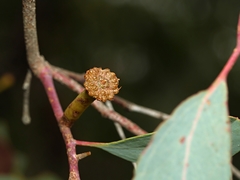 Apiomorpha urnalis