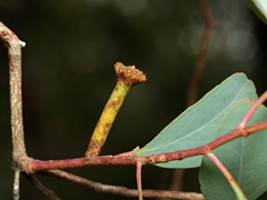 Apiomorpha urnalis