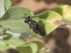 Hermetiinae