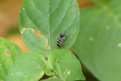 Hemithyrsocera vittata
