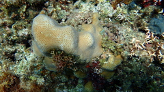 Goniastrea stelligera