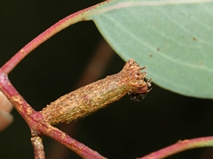Apiomorpha urnalis