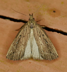 Macrochilo orciferalis