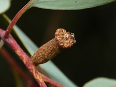 Apiomorpha urnalis