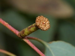 Apiomorpha urnalis