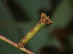 Apiomorpha urnalis