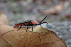 Pyrocoelia sanguiniventer