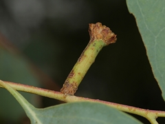 Apiomorpha urnalis