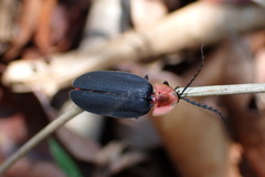 Pyrocoelia sanguiniventer