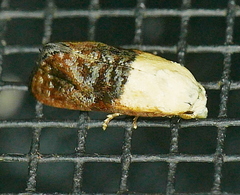 Eugnosta erigeronana