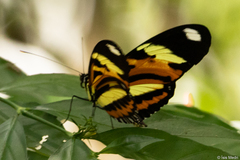 Heliconius ethilla narcaea