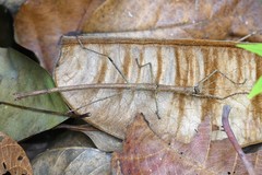 Sosibia