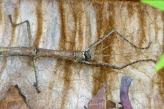 Sosibia