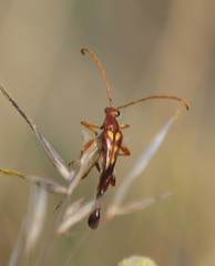 Strangalia virilis