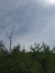 Petrochelidon pyrrhonota