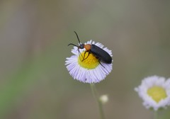 Nemognatha nemorensis