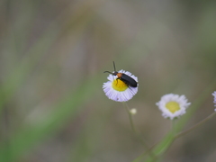 Nemognatha nemorensis