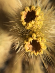 Cylindropuntia bigelovii
