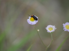 Nemognatha nemorensis