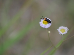 Nemognatha nemorensis