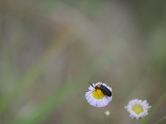 Nemognatha nemorensis