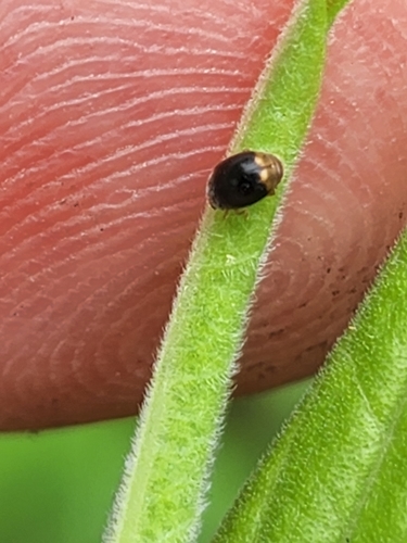 Firefly Duskyling (Diomus terminatus), a species recorded in Missouri