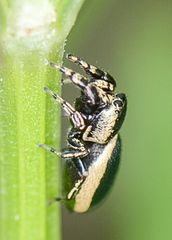 Sassacus papenhoei