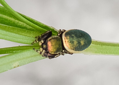 Sassacus papenhoei