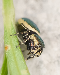 Sassacus papenhoei