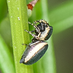 Sassacus papenhoei
