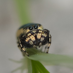 Sassacus papenhoei
