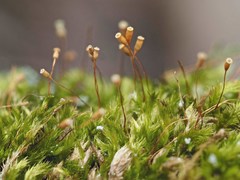 Sematophyllum adnatum