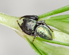 Sassacus papenhoei