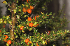 Coprosma nitida