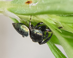 Sassacus papenhoei