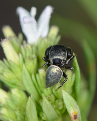 Sassacus papenhoei