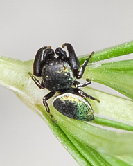 Sassacus papenhoei