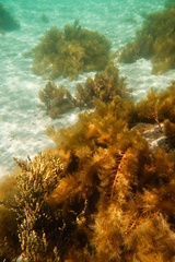 Cystophora moniliformis